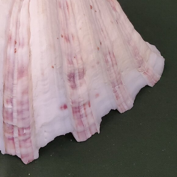 Extra Large Sandy Clam Shell with 5 Small Decorative Seashell Soaps - Picture 4 of 14